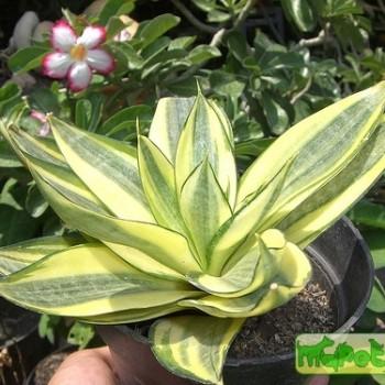Sansevieria