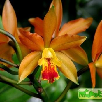 Cattleya