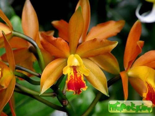 Cattleya