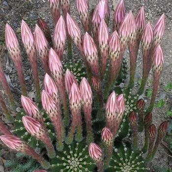 Echinopsis