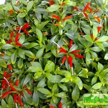 Aeschynanthus Jack.
