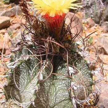 Astrophytum capricorne