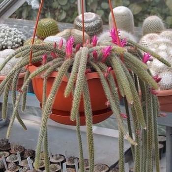 Aporocactus flageliformis