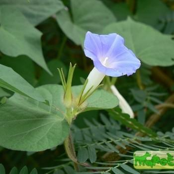 Pharbitis (Ipomea)
