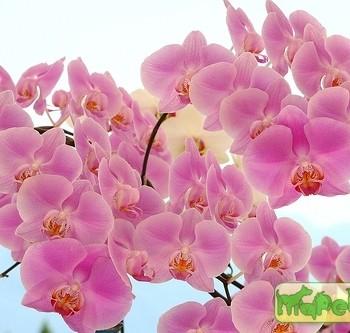 Phalaenopsis