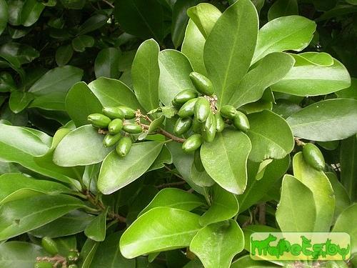 Corynocarpus