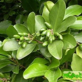 Corynocarpus