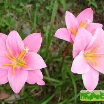 Zephyranthes