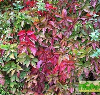 Parthenocissus