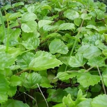 Plectranthus L’her