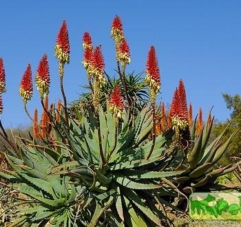 Aloe