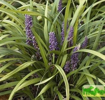 Liriope