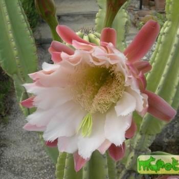 Cereus