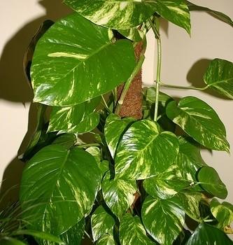 Syngonium Schott