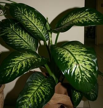 Dieffenbachia