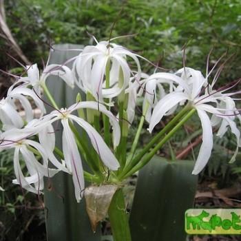 Crinum