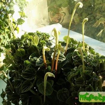 Peperomia