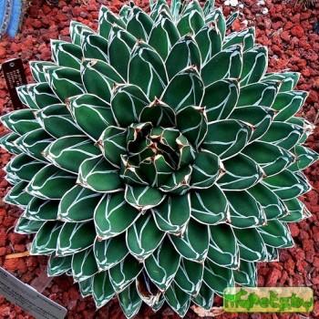 Agave