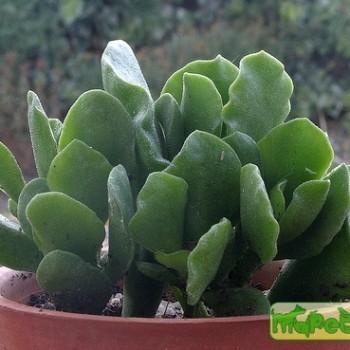 Adromischus