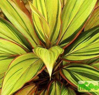 Cordyline
