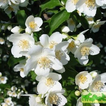 Jasminum