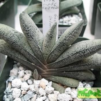 Gasteria