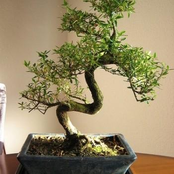 Serissa