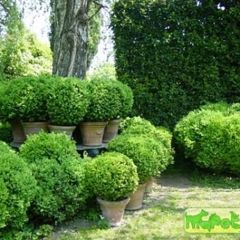Buxus