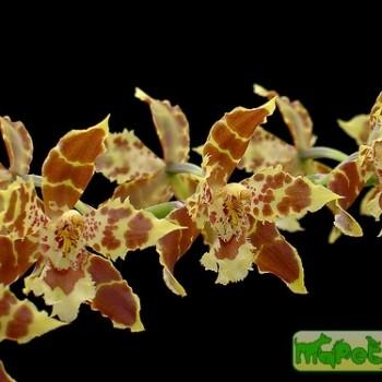 Odontoglossum