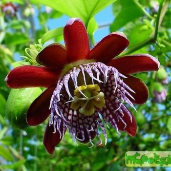 Passiflora