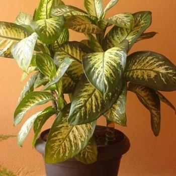 Dieffenbachia