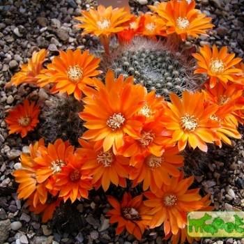 Rebutia