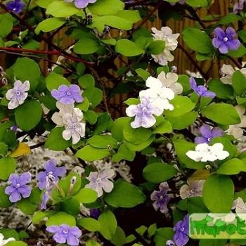 Brunfelsia