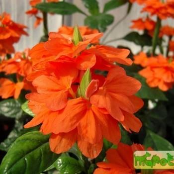 Crossandra