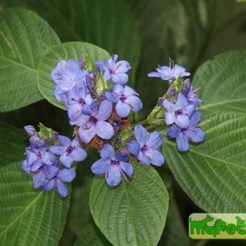 Eranthemum L.