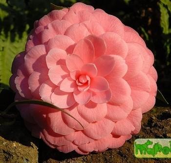 Camelia
