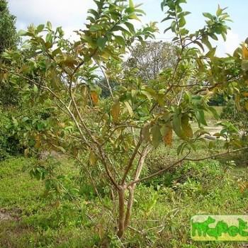 Psidium guajava L.