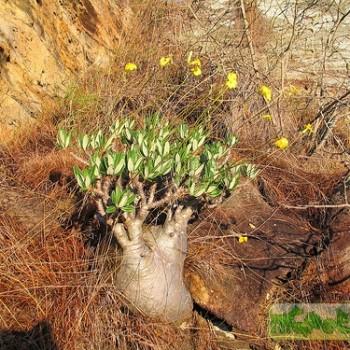Pachypodium