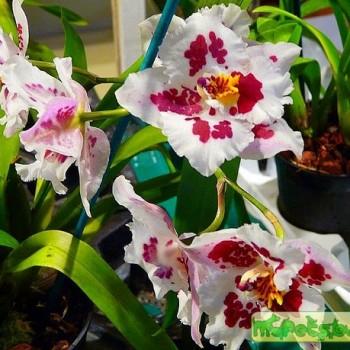 Miltonia