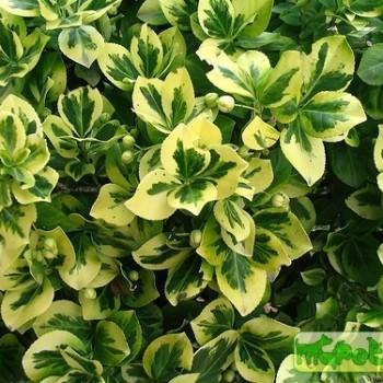 Euonymus