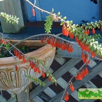 Agapetes serpens Sleumer