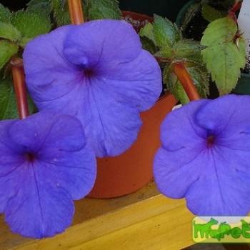 Achimenes Pers.