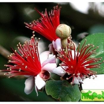 Acca Berg (Feijoa Berg)