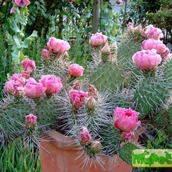 Opuntia
