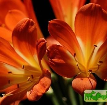 Clivia