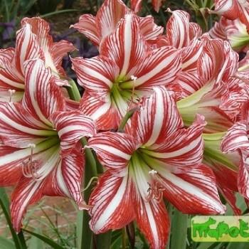 Hippeastrum