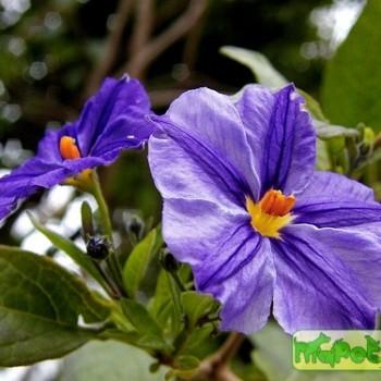Solanum