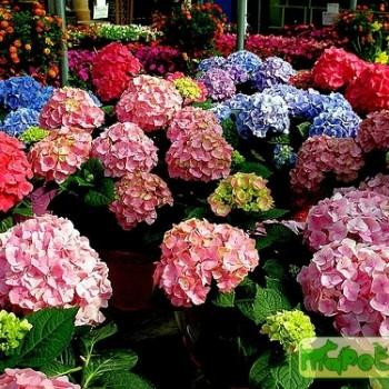 Hydrangea