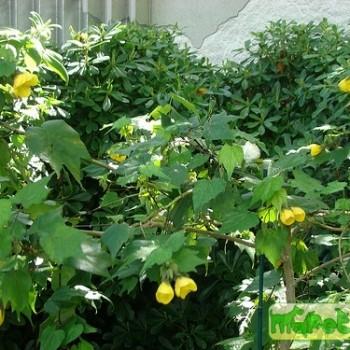 Abutilon hybridum hort.