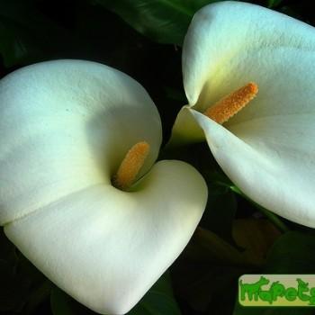 Calla (Zantedeschia) Elliottiana